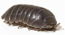 Pill bug — Jefferson City, MO — Art’s Pest Control