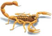 Scorpion — Jefferson City, MO — Art’s Pest Control