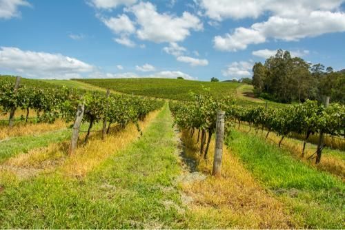 Vineyard With Rows of Vines Growing on a Hill on a Sunny Day — Peel Irrigation & Water Supplies in Tamworth, NSW