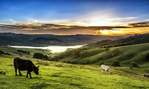 Cows in a Grassy Field With a Lake in the Background at Sunset — Peel Irrigation & Water Supplies in Coonabarabran, NSW