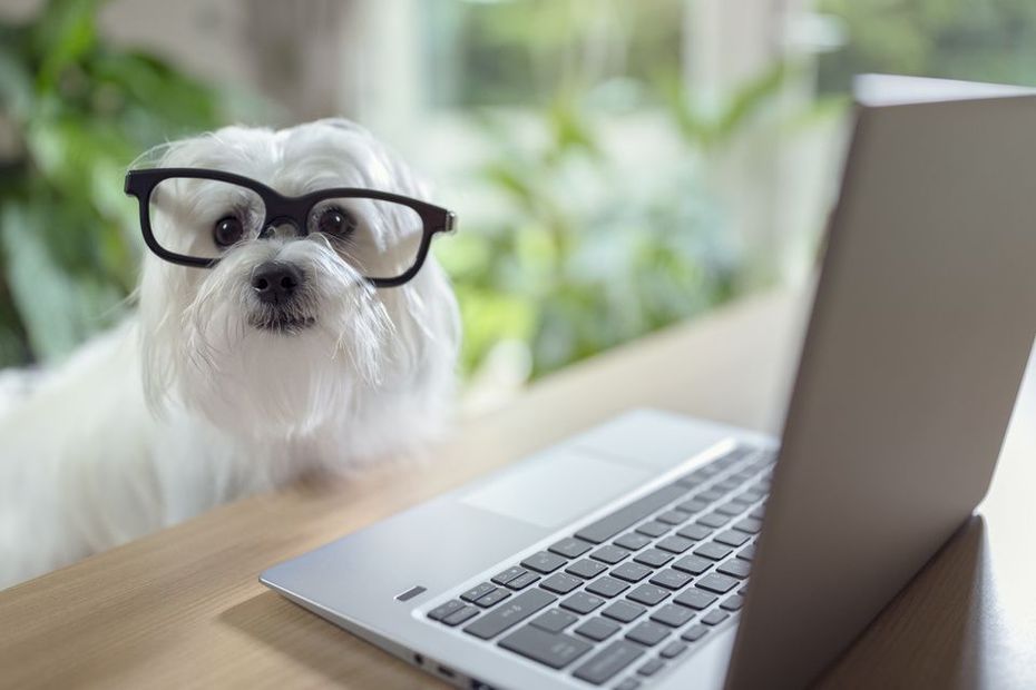 Cane con occhiali da vista davanti a un pc dal veterinario a Milano