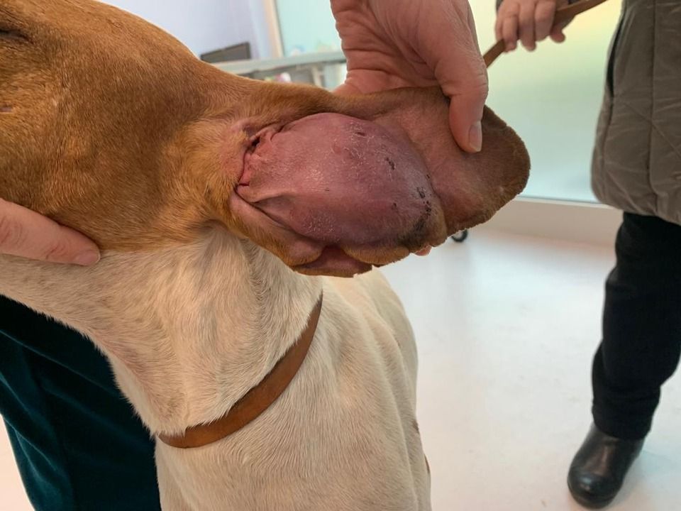 Cane da curare dal veterinario per otoematoma a Milano