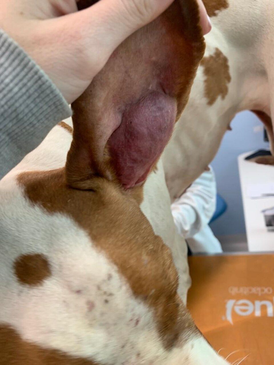 Veterinario per otoematoma a Milano