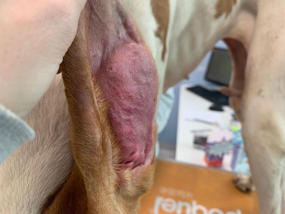 Cane dal veterinario per otoematoma a Milano