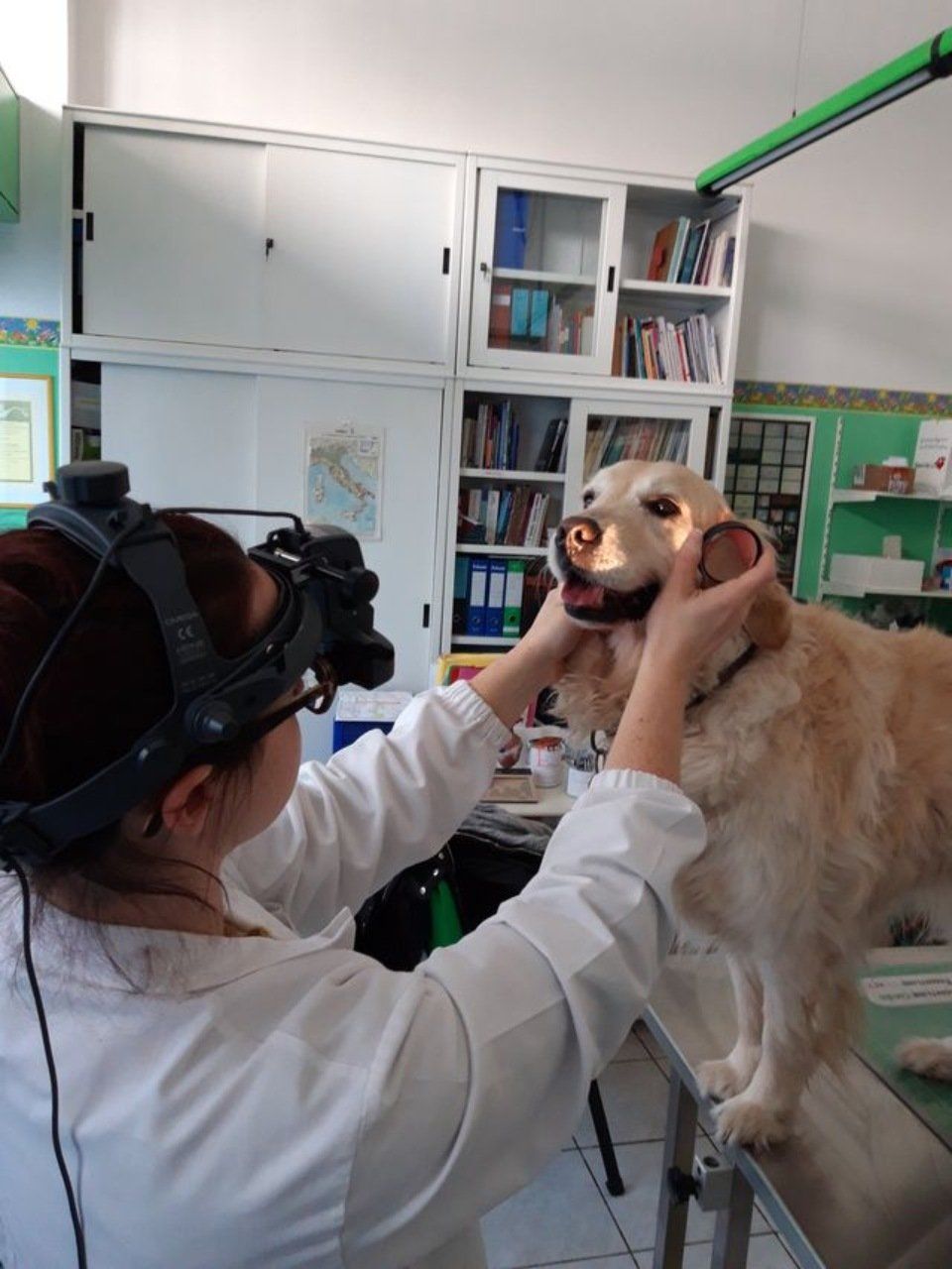 visita veterinaria per cani