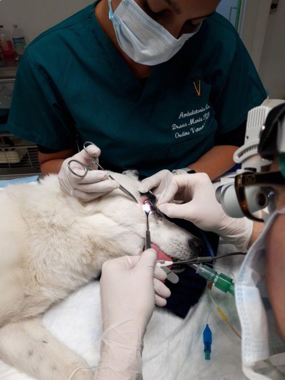 intervento oculistico veterinario