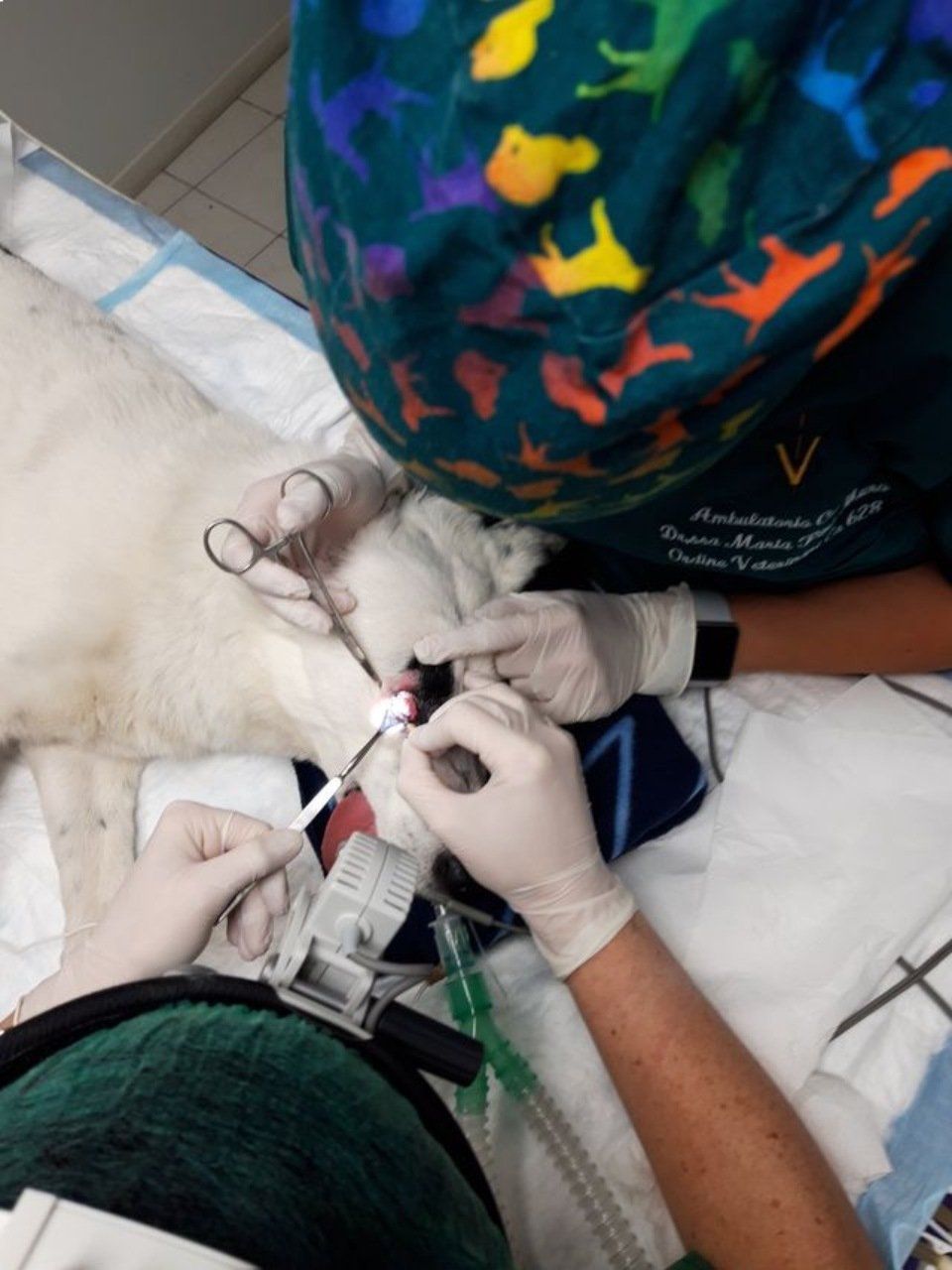 intervento veterinario oculistico