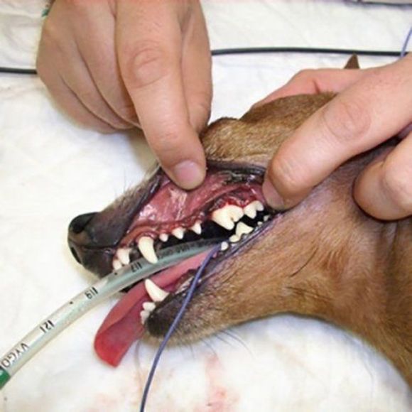 intervento dentistico veterinario