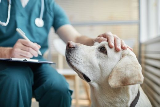 controllo dermatologico per cani