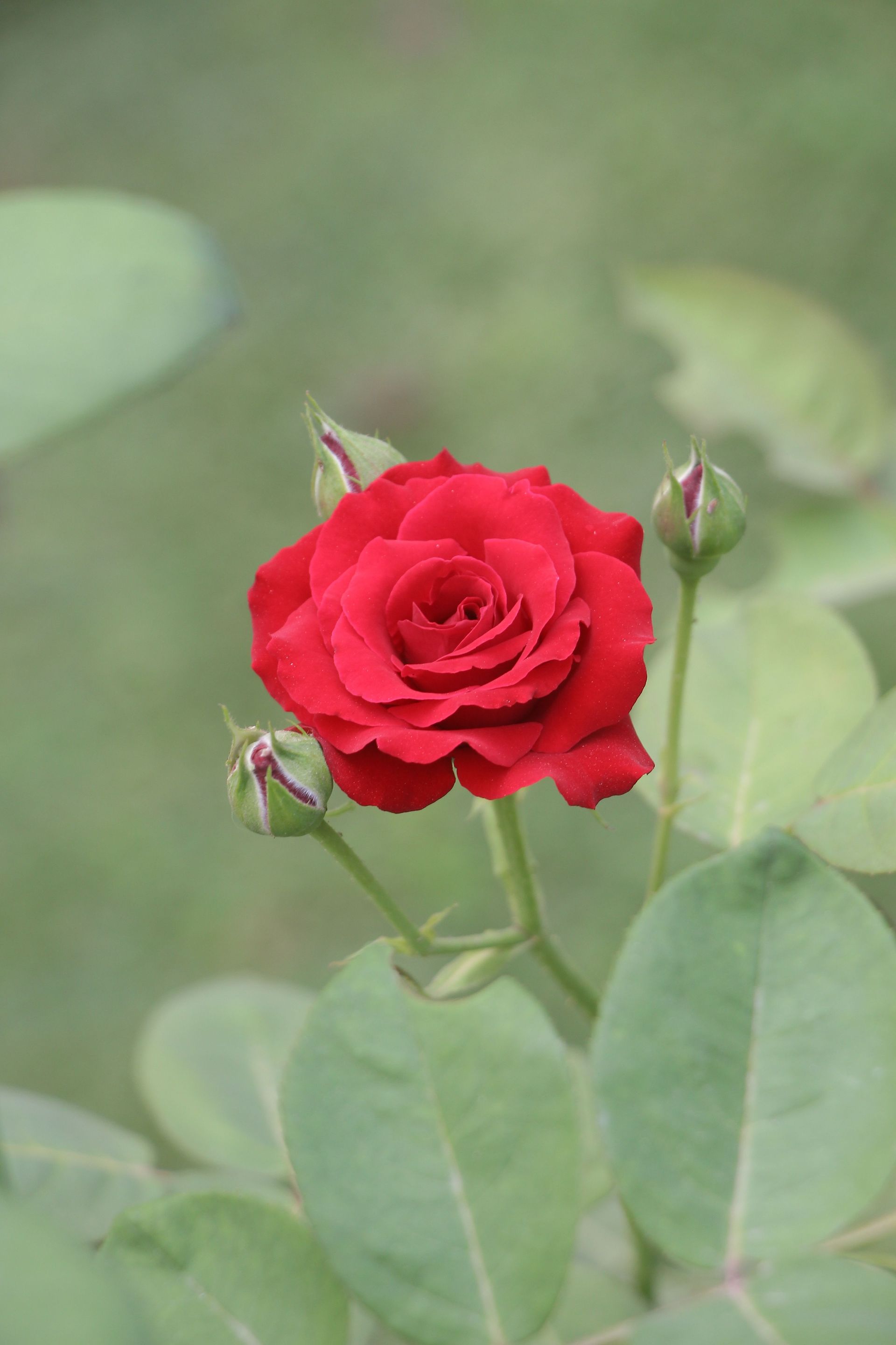 Red rose bloom with two unopened buds against green leaves