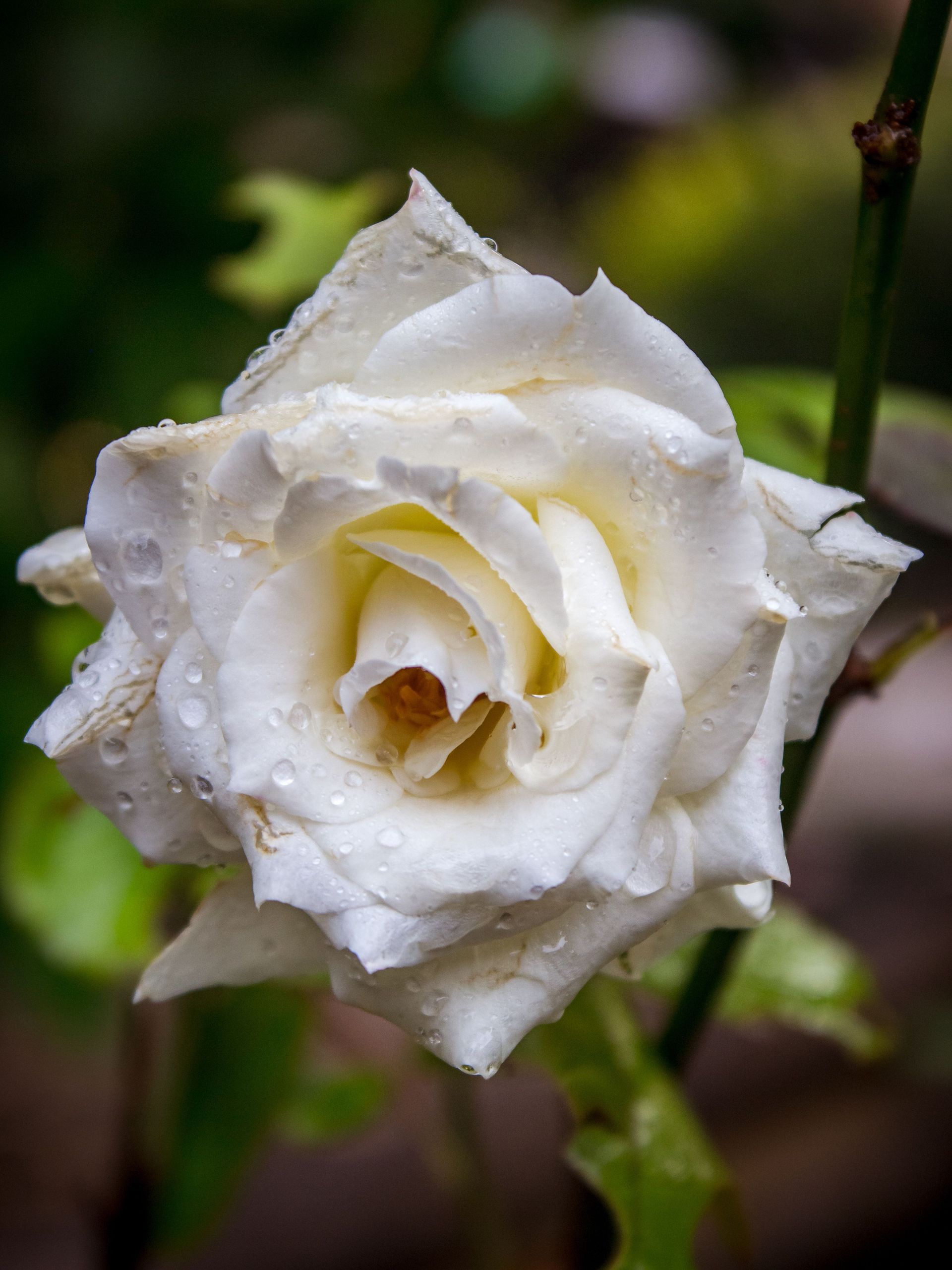 White rose with water droplets in close-up against a blurred green background