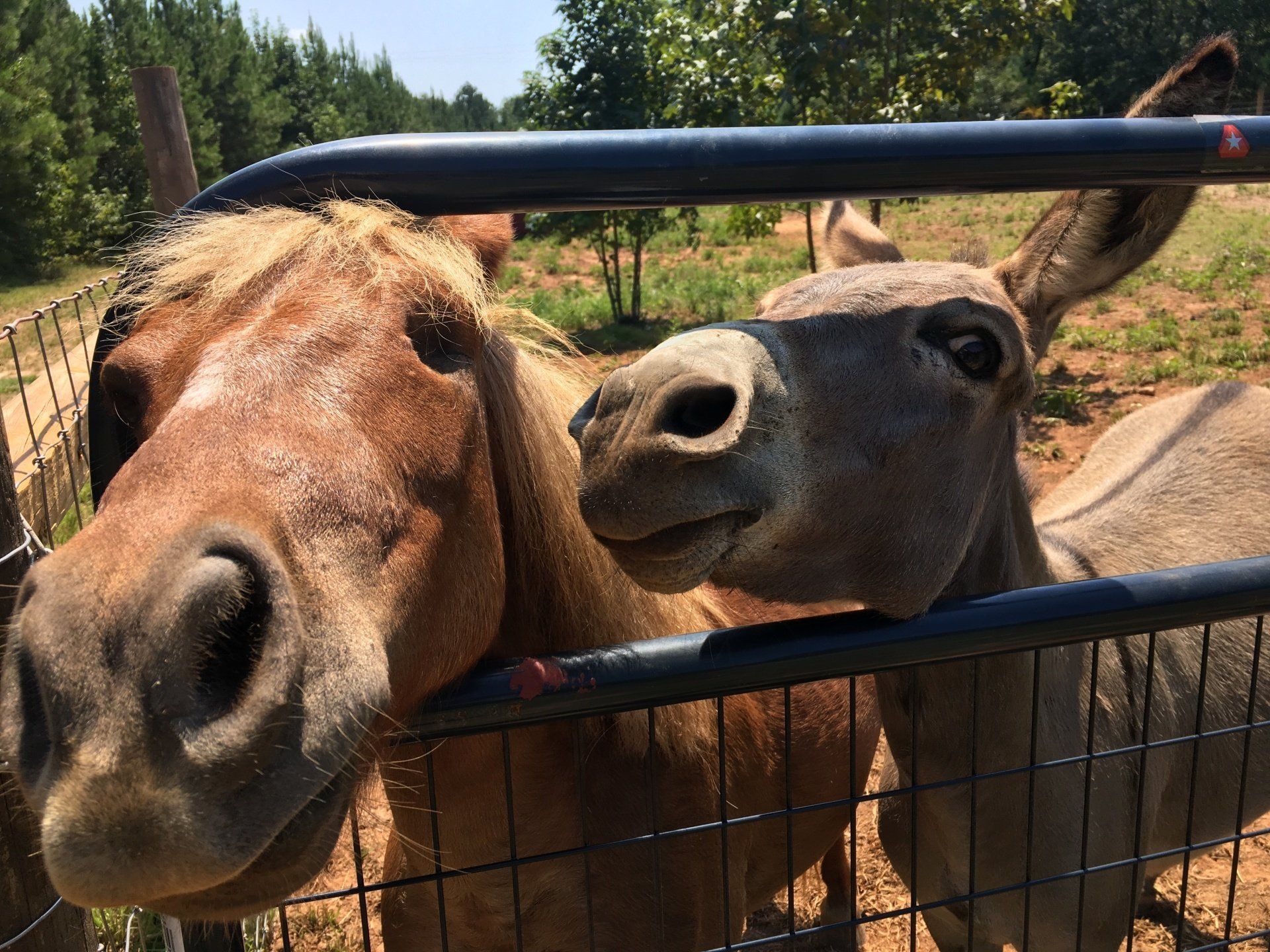 Foxfire Wood and Farm in Georgia