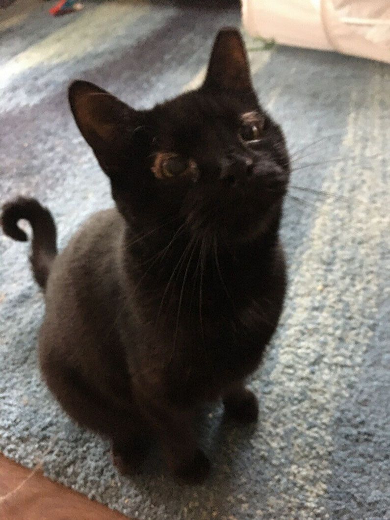 A black cat is sitting on a blue rug and looking up at the camera.