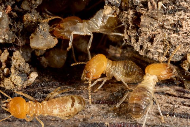 A group of termites are crawling on a piece of wood - Waukomis, OK - Actshon Pest Control