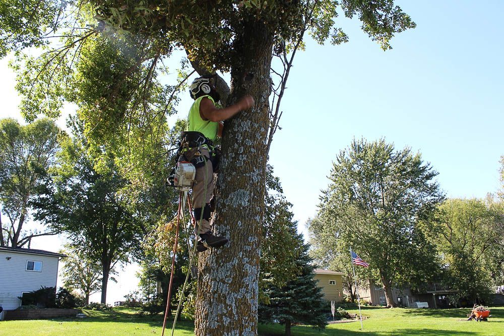 A man is climbing a tree in a park.