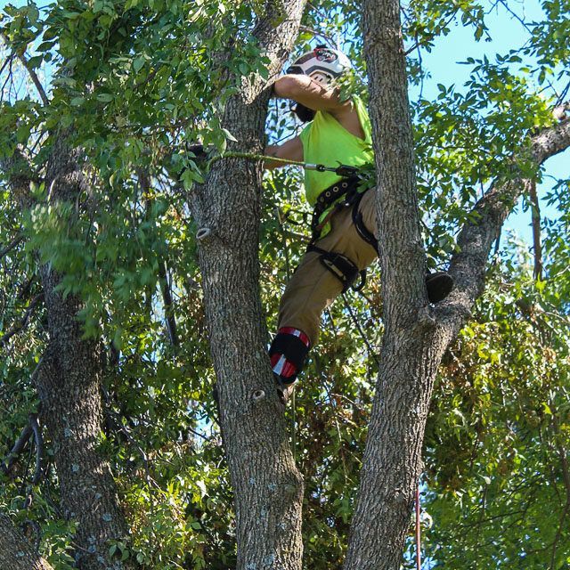 A man in a green vest is climbing a tree