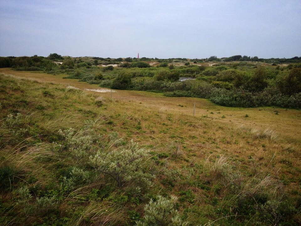 Grasbewachsene Dünen mit Buschwerk und kleinen Pflanzen, die im Sand wachsen, unter einem bewölkten Himmel.