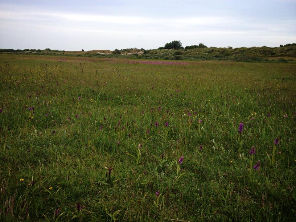 Eine weite Graswiese mit violetten Wildblumen unter einem bewölkten Himmel.
