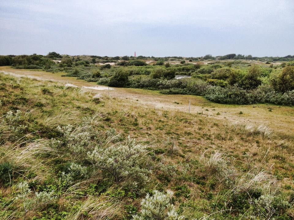 Grasbewachsene Küstendünen mit grünen Büschen und einem hellen Himmel in der Ferne.