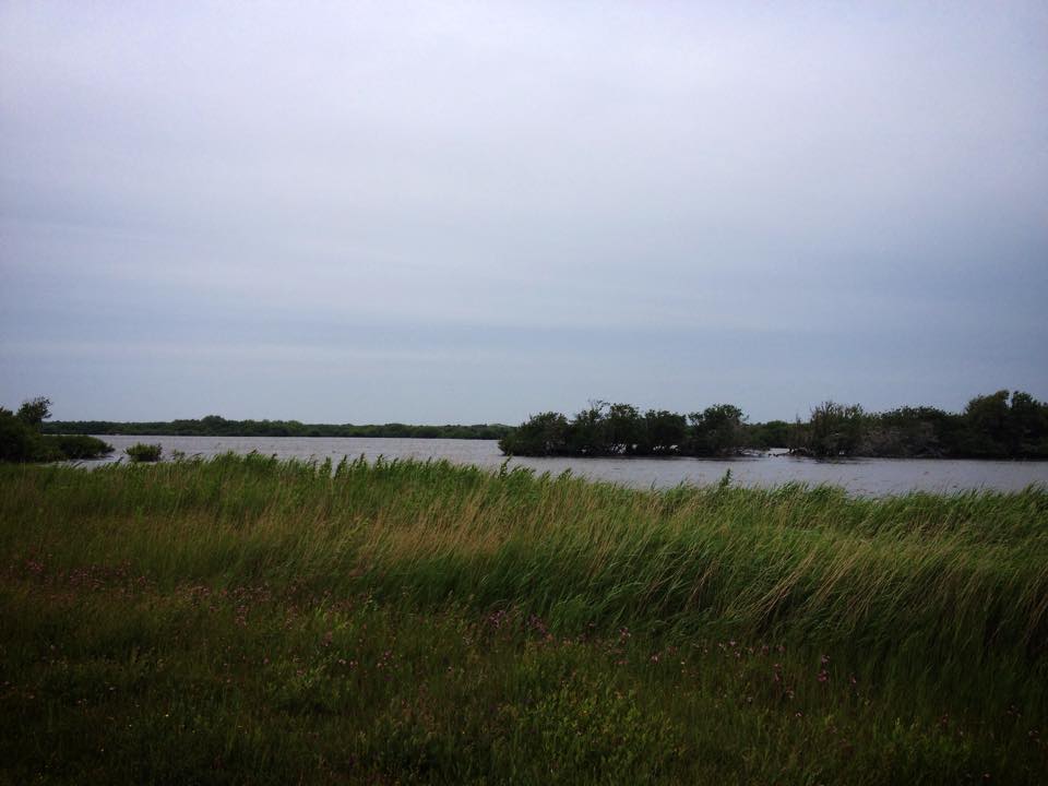 Grasbewachsene Sumpflandschaft mit einem dunklen Gewässer unter einem wolkigen grauen Himmel.