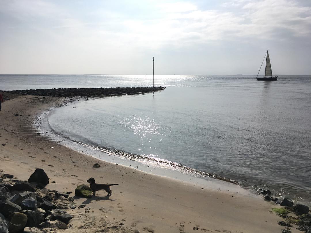 Hund am Sandstrand, ruhiges Wasser, Segelboot in der Ferne, sonniger Tag.