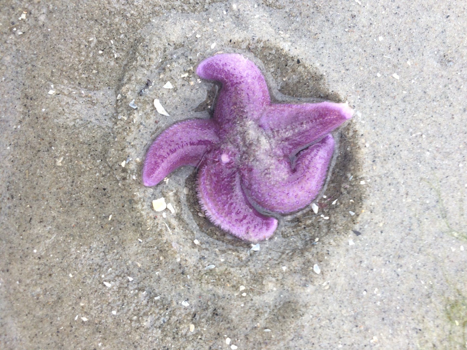 Lila Seesterne in einer sandigen Vertiefung an einem hellen Strand.