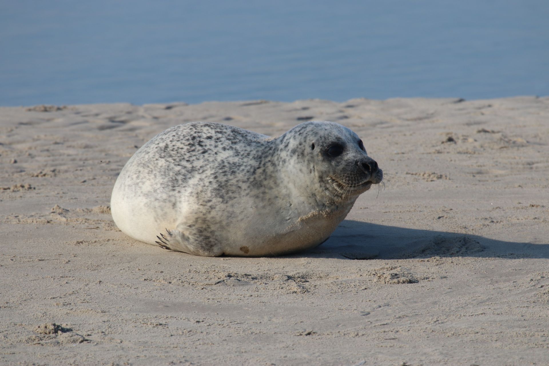 Zeehonden spotten vanaf de Lauwerszee
