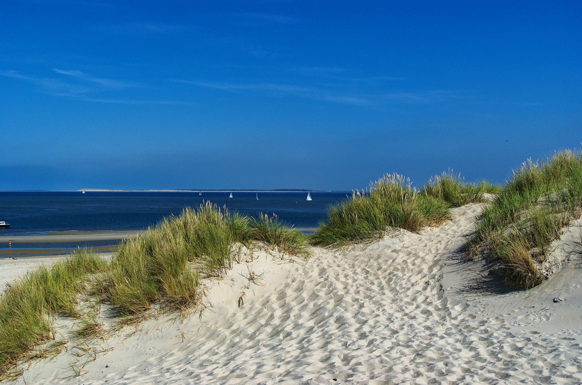 Ein Sandweg durch die Dünen von Vlieland führt unter blauem Himmel zum Meer. auf die hintergrund seht mann Witteninsel terschelling