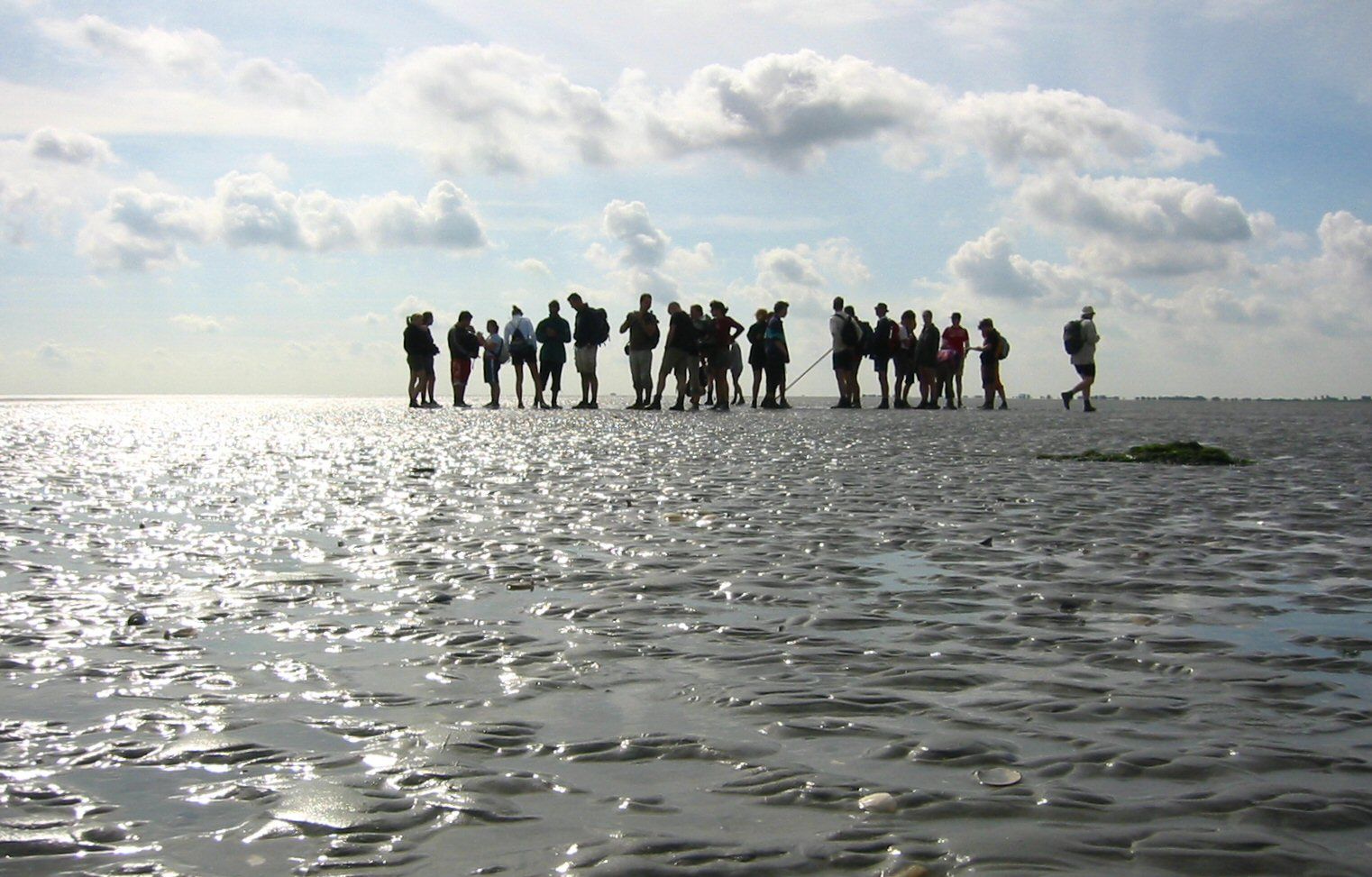 Eine Gruppe von Menschen watet an einem sonnigen Tag durch seichtes Wasser  wegend eine Wattwanderung.