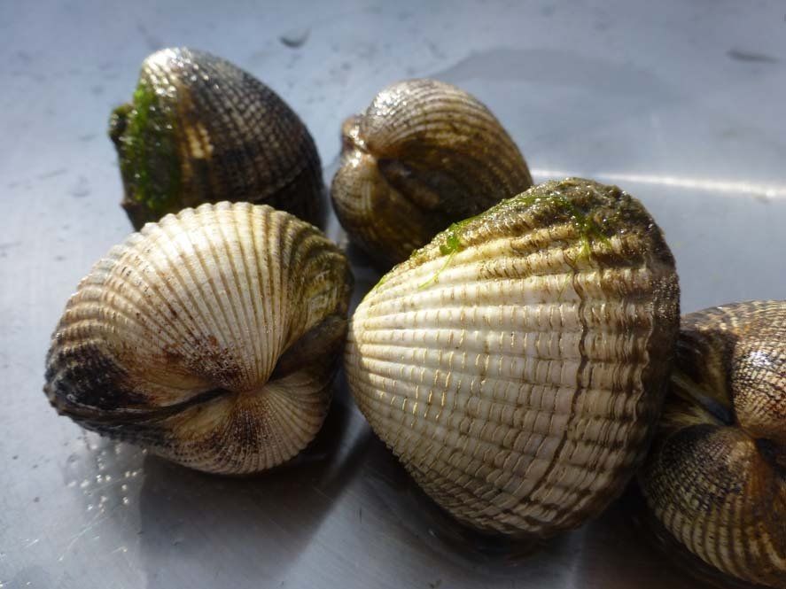 Nahaufnahme mehrerer gerippter, heller Herzmuscheln mit kleinen Mengen Grünalgen auf einer reflektierenden Oberfläche.