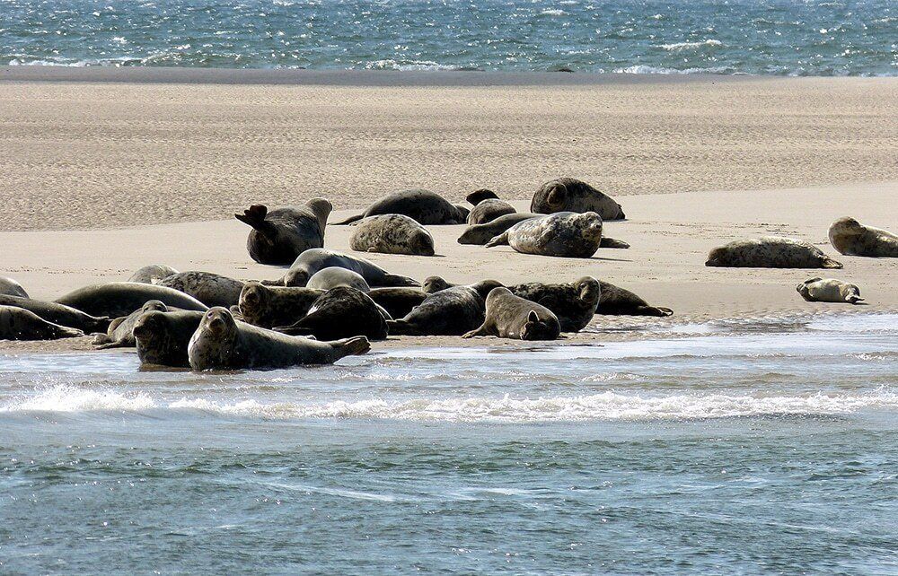 Robben sonnen sich an einem Sandbank auf dem Wattenmeer.