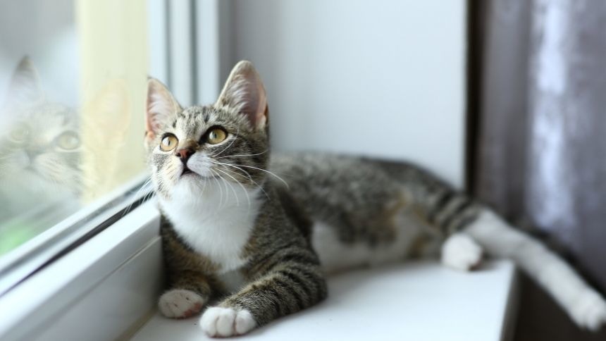 The Best Pet-Friendly Window Treatment Styles