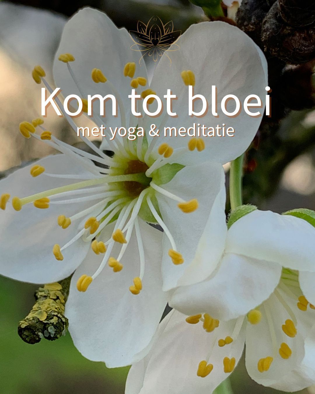 Peace starts within, soundhealing with Himalayan Singing Bowls