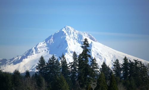 A snowy mountain surrounded by trees on a sunny day.