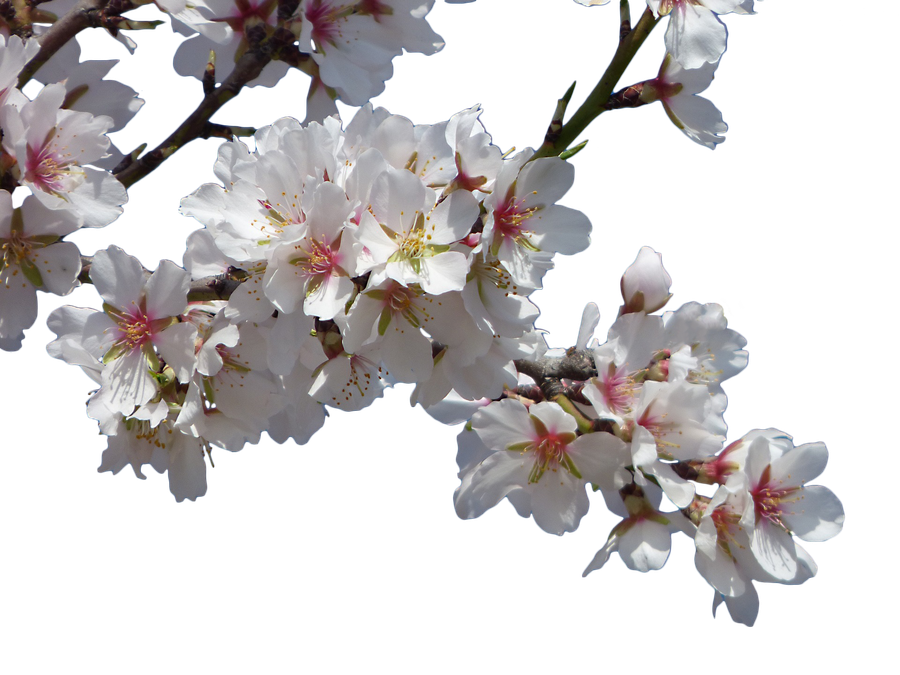 Almond Tree Flowers