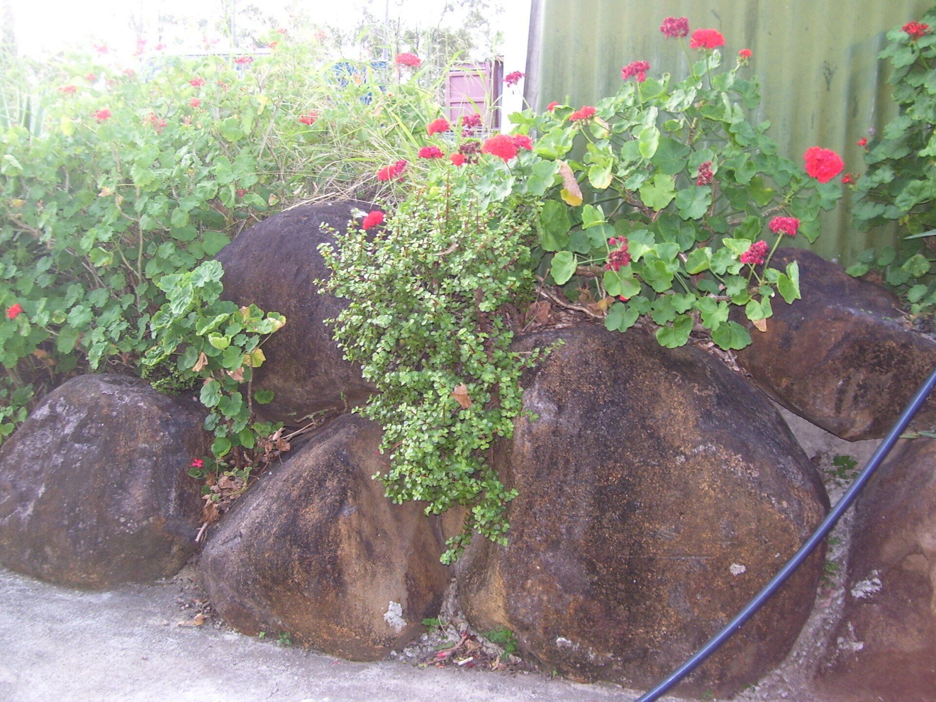 Close up View of Rock Surround by Flowers 2 — A1 Rock This City Truck & Dog Hire In Good Night QLD