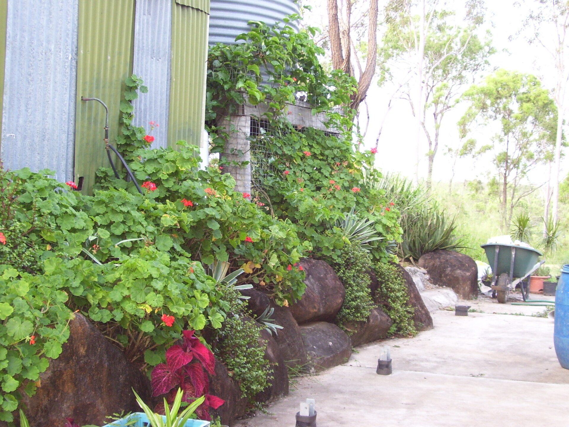 Rock Surround by Plants — A1 Rock This City Truck & Dog Hire In Good Night QLD