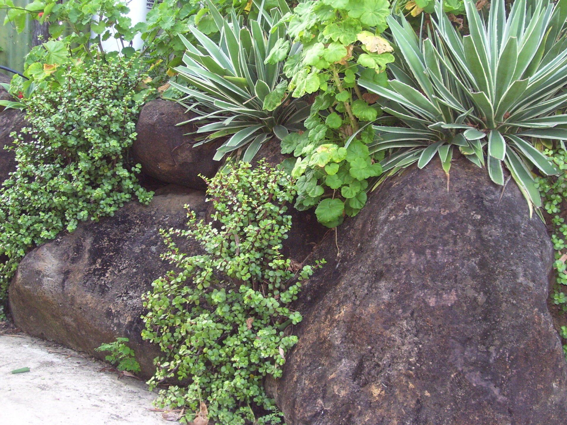 Rock Surround by Plants — A1 Rock This City Truck & Dog Hire In Good Night QLD