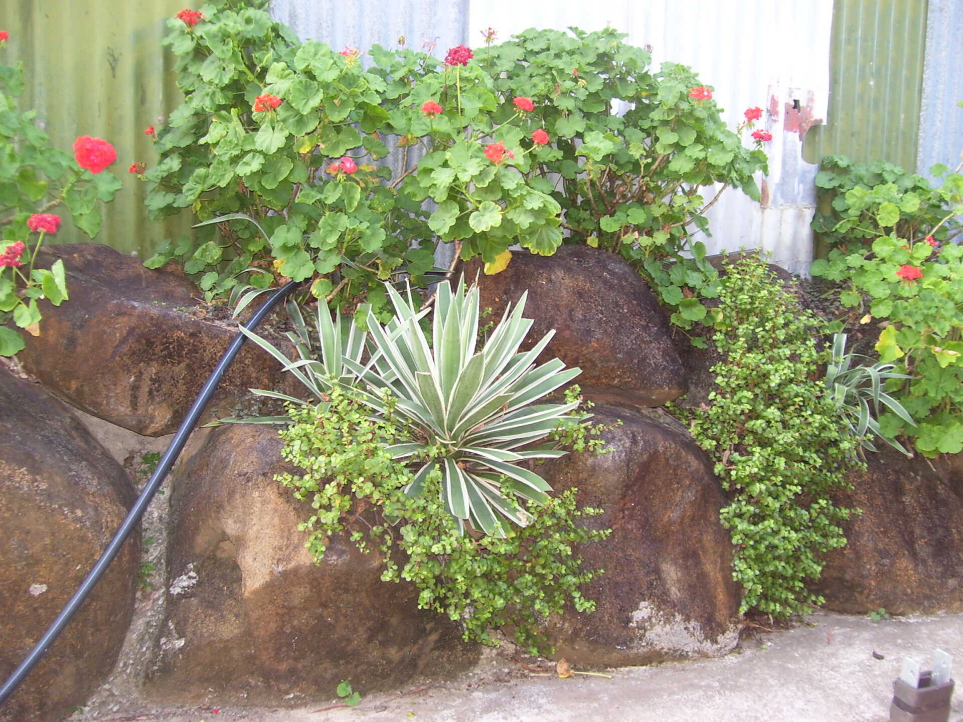 Plants Growing on Rock Wall — A1 Rock This City Truck & Dog Hire In Good Night QLD