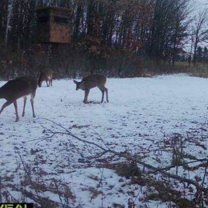 Buck Chow Down