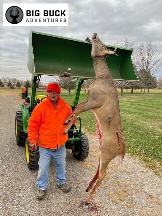 Deer bedded down in a forest clearing