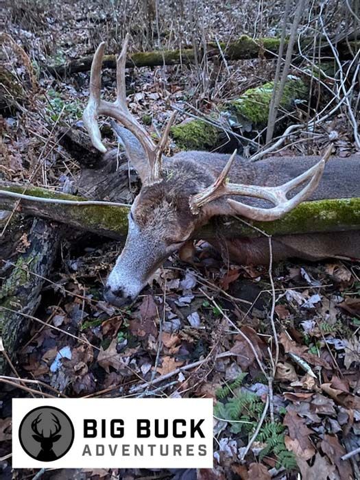 A deer is laying on the ground in the woods.