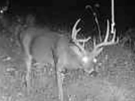 Trail Cam