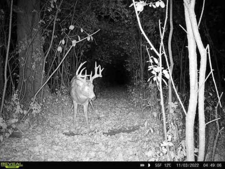 Deer On A Trail Cam