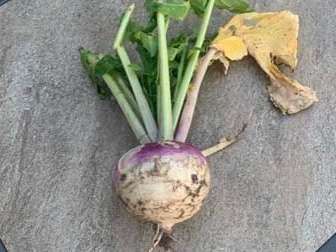 A turnip with purple stems and green leaves is sitting on a rock.