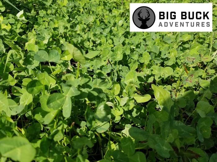 A field of green plants with a big buck adventure logo in the background