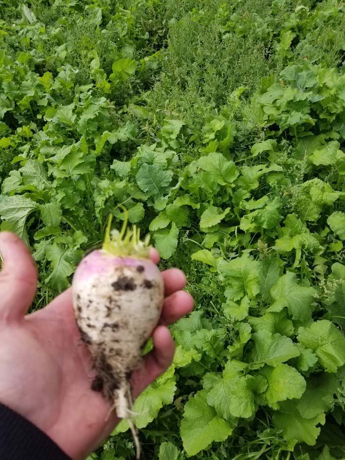 A person is holding a radish in their hand in front of a field of green leaves.