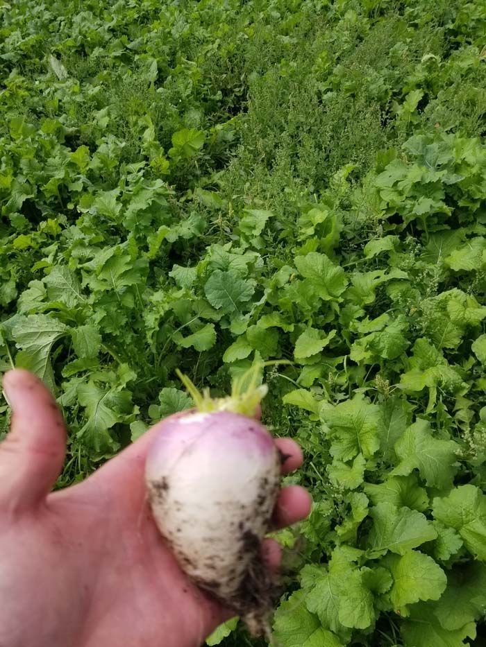 A person is holding a turnip in their hand in front of a field of turnips.
