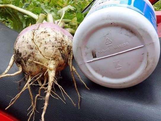 Two radishes with roots growing out of them next to a plastic container.