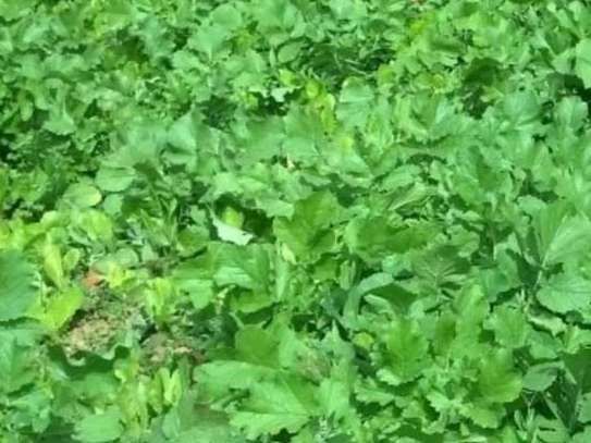 A bunch of green leaves are growing in a field.
